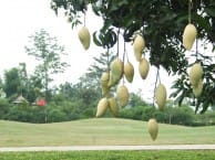 Mae Jo Golf Club