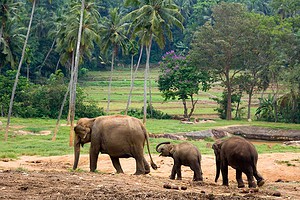 Golf in Chiang Mai and Chang Rai